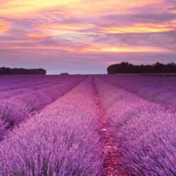 Root Candles Long Lasting Beeswax Blend Scented Candle Made In The USA, 12-Ounce 3-Wick, Lavender Vanilla -Christmas Decoration 6313246AI 4 74077.1696360156