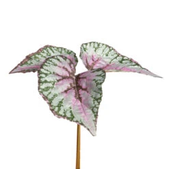 Variegated Begonia Bundle, 2 Size Options By Park Hill Collection
