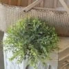 Basil Boxwood Half Sphere, 12" -Christmas Decoration FG9379 W