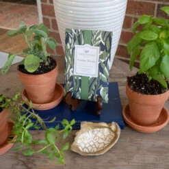 Greenleaf Sachet 6 Pack Garden Thyme 10 Greenleaf Sachet 6 Pack Garden Thyme -Christmas Decoration GLG900570 3 08195.1696883535