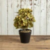 Potted Green Hydrangea, 11" -Christmas Decoration OR196429 41768