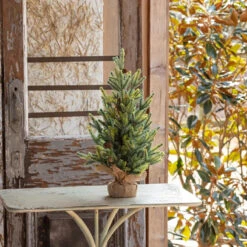 18" Balsam Fir Seedling Tree By Porch View Home