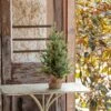 24" Balsam Fir Seedling Tree By Porch View Home