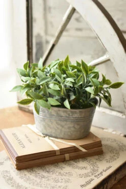 Oblong Potted Arboretum Herb, 7"