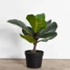 Fiddle Leaf Tree -Christmas Decoration Untitled 4ff5802d 0223 4730 bb82 e03ea3b0ebe6