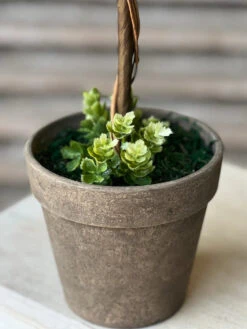 Shasta Hops Topiary, 15" (Pick Up Only) -Christmas Decoration V98363 1024x1024 5a68af22 f172 4879 acda a3560b40679f