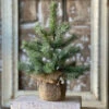 Icy Rocky Mountain Pine Tree, 12" -Christmas Decoration XK3605 1024x1024 41d8de89 8670 45be a5f2 bea3e5d501aa