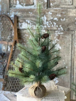 2' Whitley Pine Tree