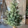 4' Whitley Pine Tree (Pick Up Only)