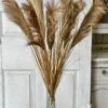 Golden Grain Stem, 42" (Pick Up Only) -Christmas Decoration XSQ8750