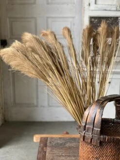 Golden Grain Stem, 42" (Pick Up Only) -Christmas Decoration XSQ87506