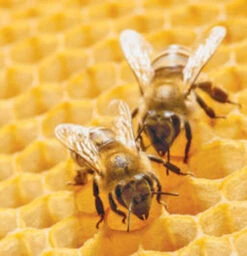 Naked Bee Spiced Chai & Honey Foaming Hand Soap 12oz -Christmas Decoration bees 167219513 3 04988.1693422910