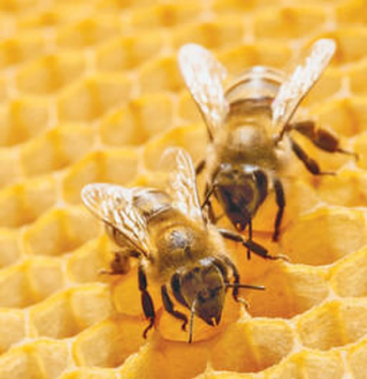 Naked Bee Orange Blossom Honey Hand & Body Lotion 6.7 Oz. 6 Naked Bee Orange Blossom Honey Hand & Body Lotion 6.7 Oz. - Image 4