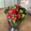 Kalanchoe Bush, Red, 9" -Christmas Decoration fh8916rd