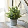 Potted Arboretum Eucalyptus, 10” -Christmas Decoration image c3a53012 8ab5 4ed6 843e 4689b5919583